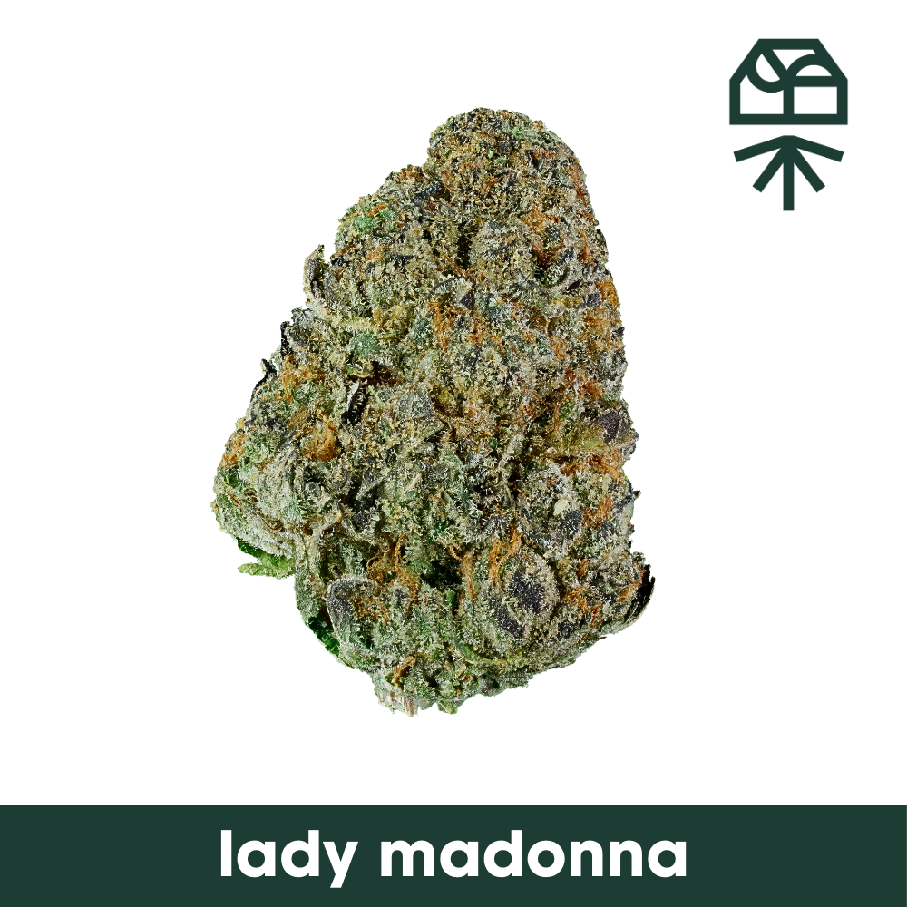 Lady Madonna Grassroots