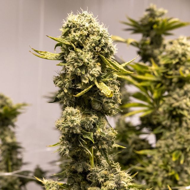 Ghost Rider Flower Buy Ghost Rider 3.5g Whole Flower online - Curaleaf Bellmawr | Bellmawr ...