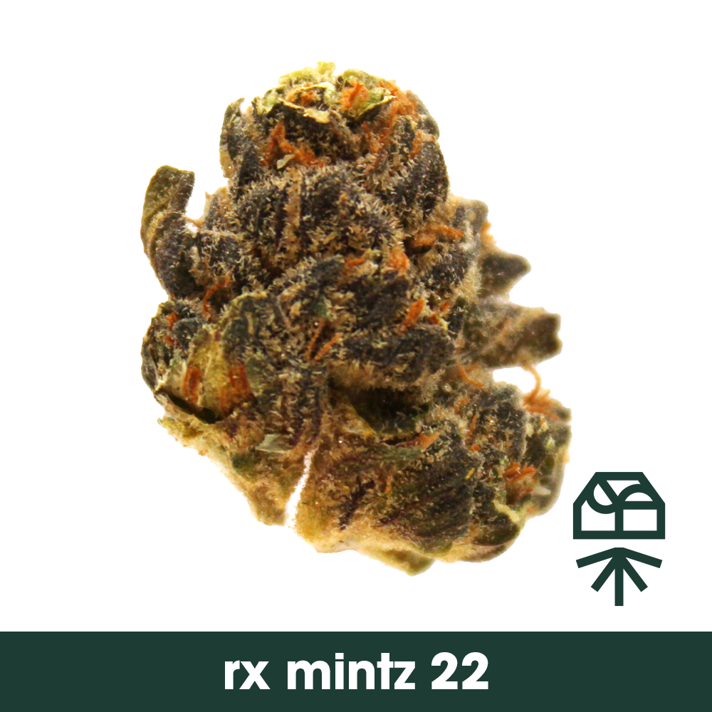 Rx Mintz 22 3.5g Whole Flower | Curaleaf Jacksonville 103rd, FL