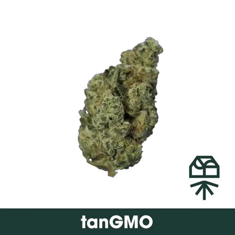 TanGMO