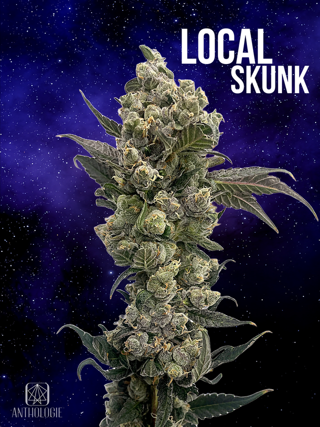 Local Skunk Anthologie