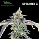 Specimen X Green Lightning Specimen X Green Lightning