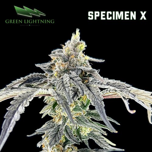Specimen X Green Lightning Specimen X Green Lightning