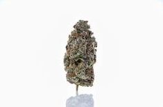 Gelato 41 (the) Essence