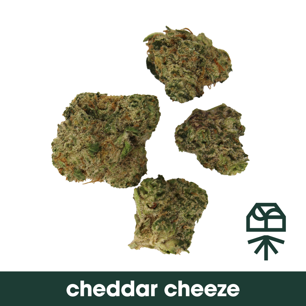 Cheddar Cheeze