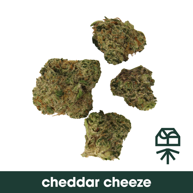 Cheddar Cheeze
