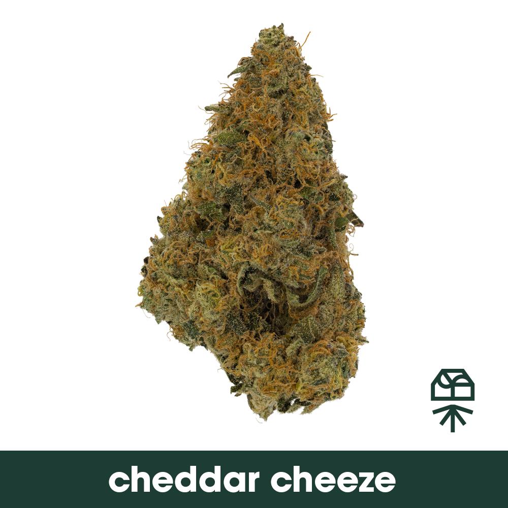 Cheddar Cheeze