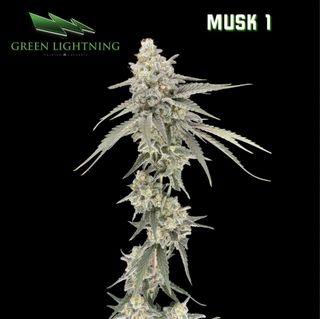 Cannabis Promo, Cannabis Sales, Cannabis Discounts, Cannabis on Sale, $45 Green Lightning 7g Flower! 1