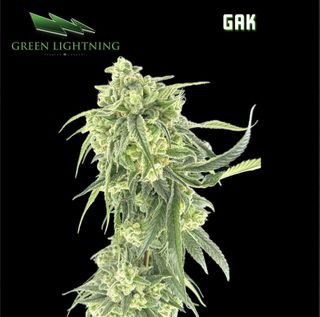 Cannabis Promo, Cannabis Sales, Cannabis Discounts, Cannabis on Sale, $45 Green Lightning 7g Flower! 2
