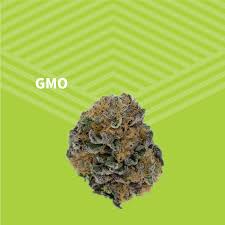 GMO