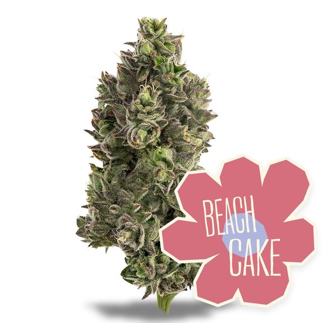 Beach Cake District Cannabis