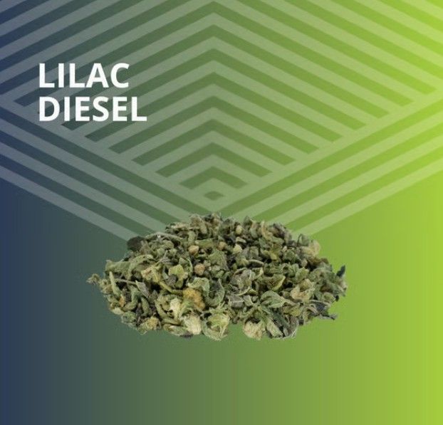 Lilac Diesel Pure Dakota