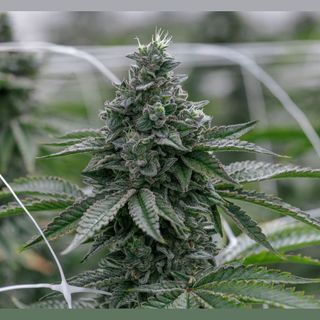 Cannabis Promo, Cannabis Sales, Cannabis Discounts, Cannabis on Sale, Last Chance Up To 50% Off! While Supplies Last! 3