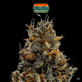 Pineapple OG Rugged Roots