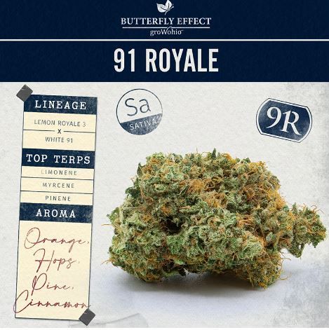 91 Royale Butterfly Effect