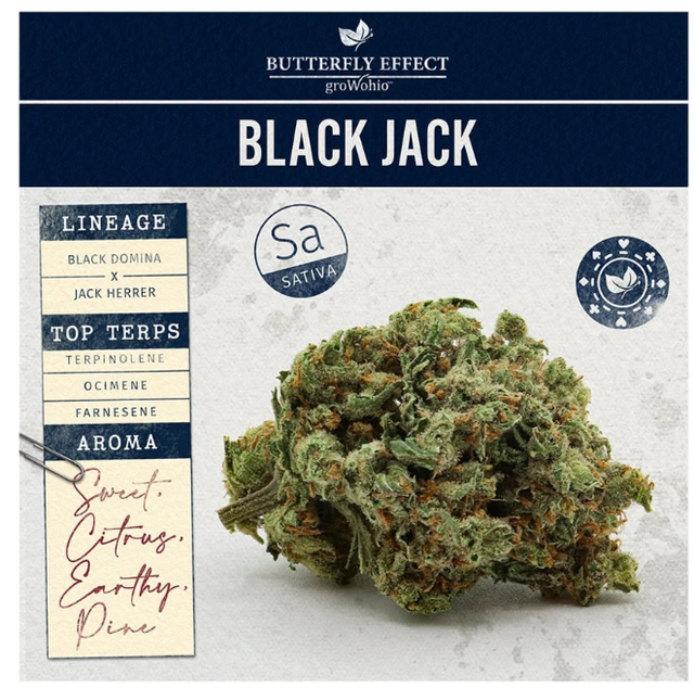 Black Jack Butterfly Effect