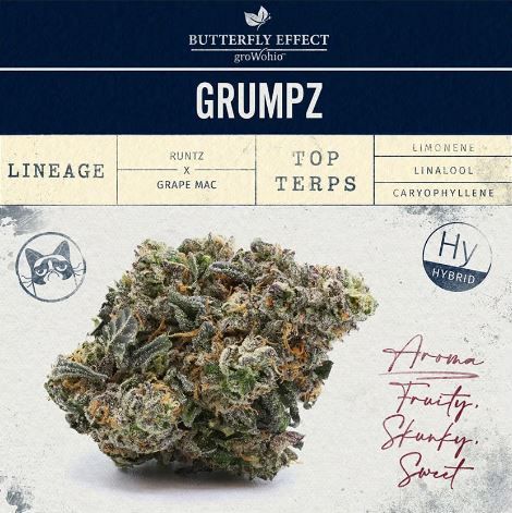 GRMPZ Butterfly Effect