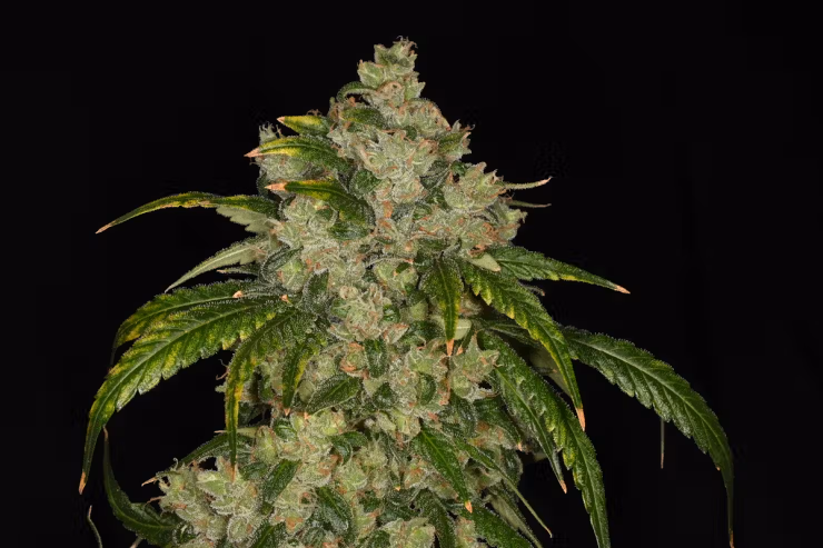 Cannabis Promo, Cannabis Sales, Cannabis Discounts, Cannabis on Sale, Kaviar & Nature's Heritage 3.5G's | 2 for $55 3