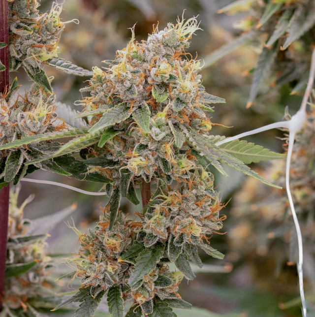 Lemon OG Sol Canna