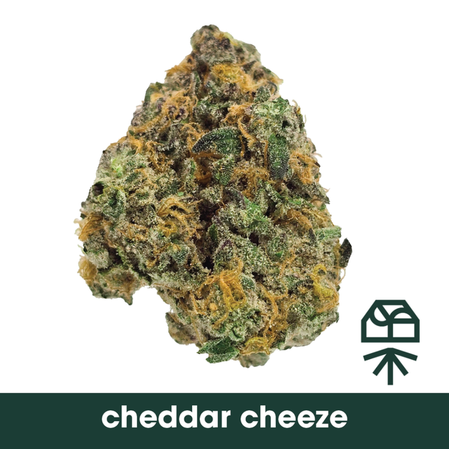 Cheddar Cheeze Grassroots