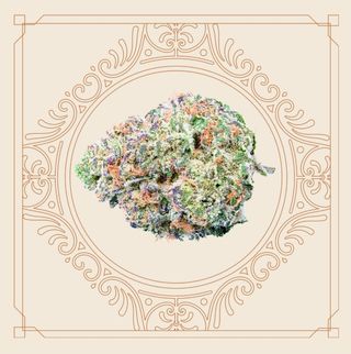 Platinum Lemon Cherry Gelato Elevate