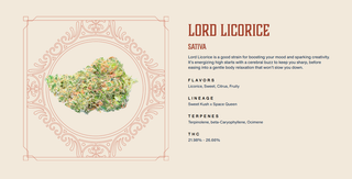 Lord Licorice Rooted