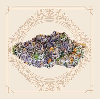 Black Maple Elevate