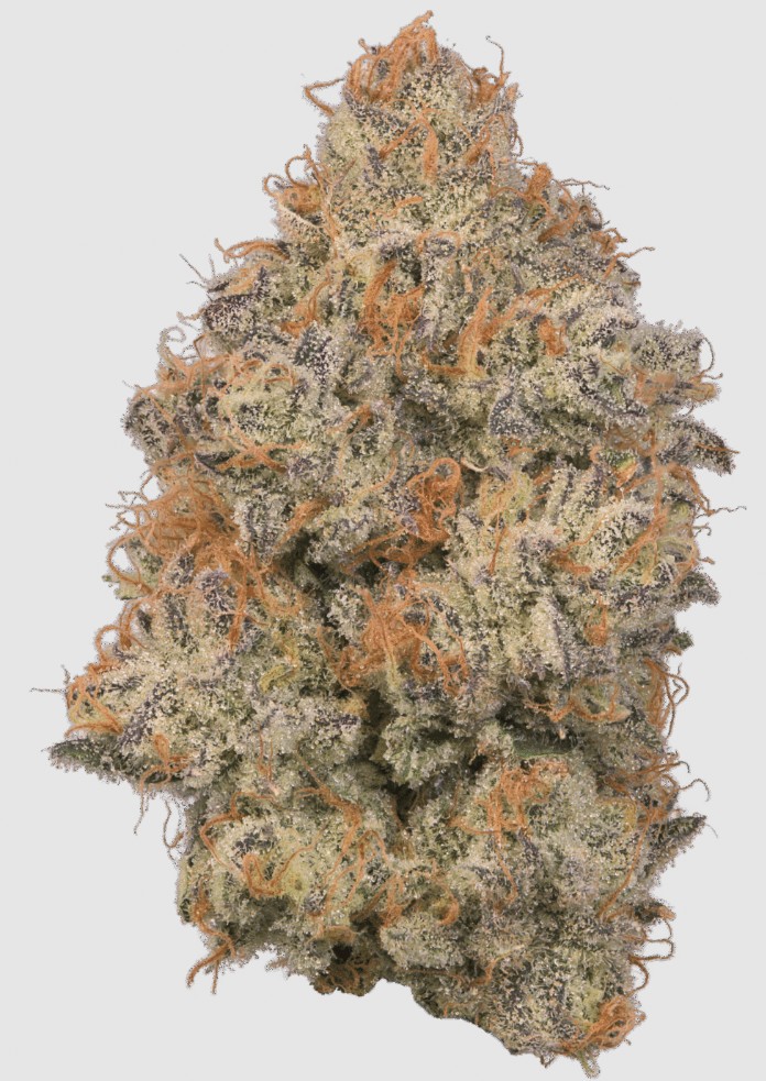 Sakura 2.83g Whole Flower | Curaleaf Lima, OH | Medical and