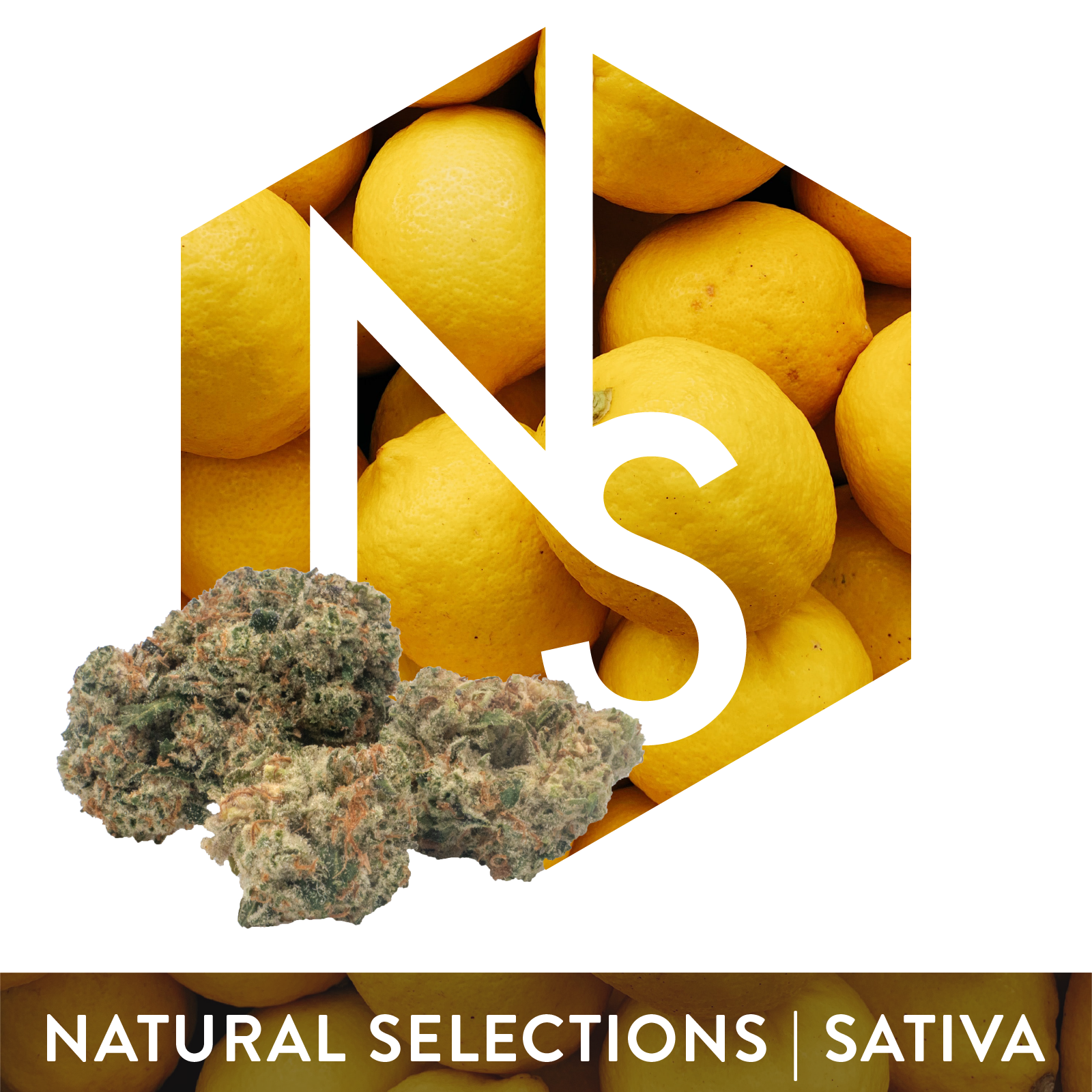 Super Lemon Haze #6 Natural Selections