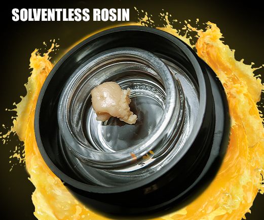Rose Fuzz Solventless by Vytal