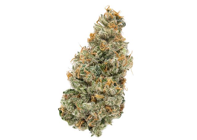 Obi Wan Kush Terrapin