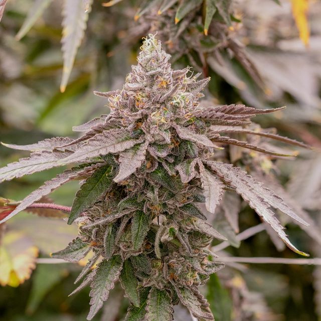 Sherb Cream Pie Sol Canna