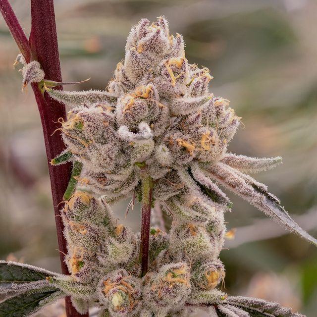 Platinum Lemon Cherry Gelato Sol Canna