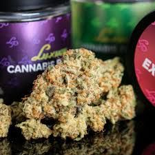 Strawberry Haze LP Exotics