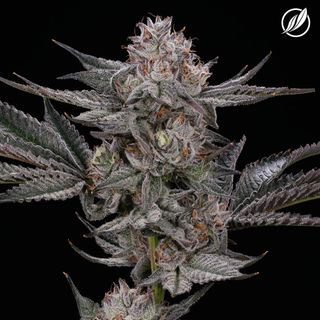 Cannabis Promo, Cannabis Sales, Cannabis Discounts, Cannabis on Sale, Flower Finds! $65 14g Featured Flower All Day! 1