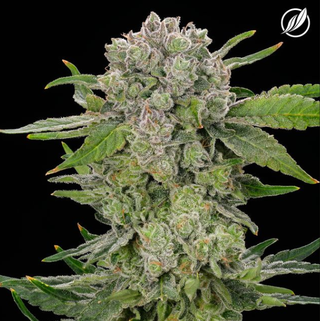 Cannabis Promo, Cannabis Sales, Cannabis Discounts, Cannabis on Sale, Last Chance Up To 50% Off! While Supplies Last! 2