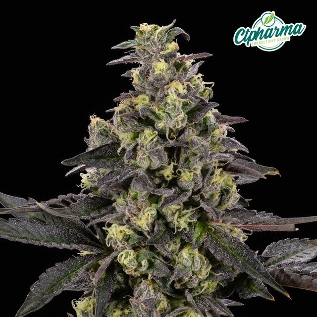 Gush Mintz CTPharma