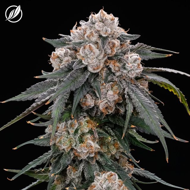 Modified Haze CTPharma