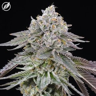 Deep Blue Gas CTPharma