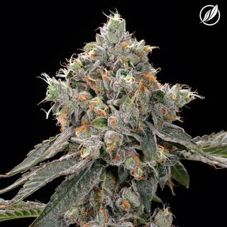 Sunny Stomper CTPharma