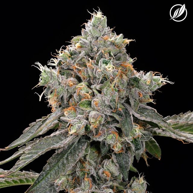 Sunny Stomper CTPharma Sunny Stomper CTPharma