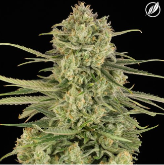 The Soap CTPharma