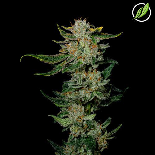 Ghost White CTPharma