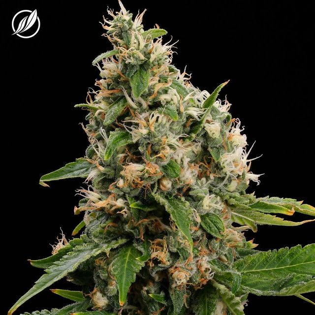 Scout Breath CTPharma