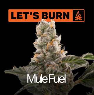 Mule Fuel Let's Burn