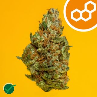 Colorado Flo Theraplant