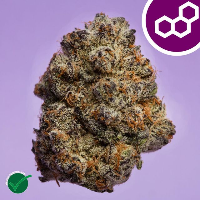 Jelly Roll Theraplant
