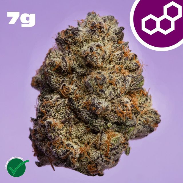 Jelly Roll Theraplant