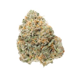 Lemon Scout Terrapin