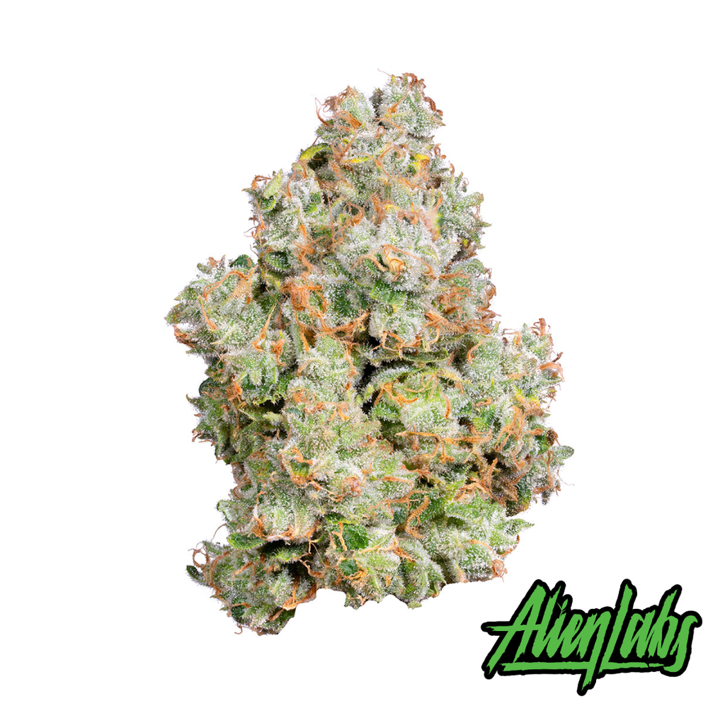 XJ-13